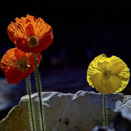  And One Yellow  by Joe Schofield