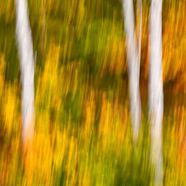  Autumn Birches by Jeff Sinon