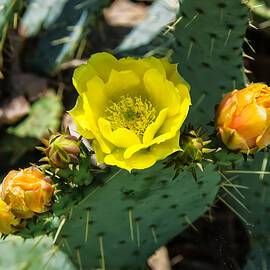  Prickly pear cactus and flowers by Flees Photos