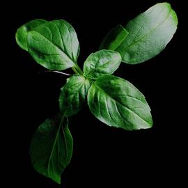 A Sprig Of Basil by Romulo Yanes