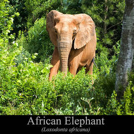 African Elephant by Flees Photos