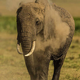 African Elephant Having A Dust Bath by Manoj Shah