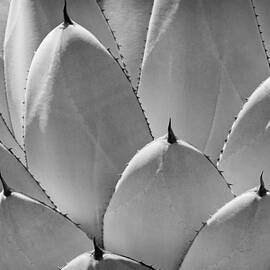 Agave Leaves by Kelley King