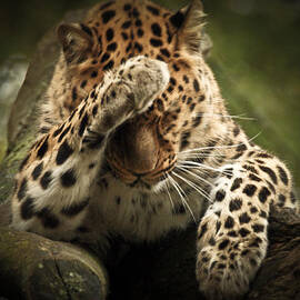 Amur Leopard by Chris Boulton