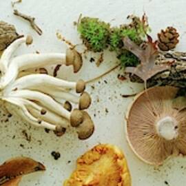 An Assortment Of Mushrooms by Romulo Yanes