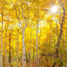 Aspen Morning by Darren White