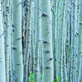 Aspen Tree Forest by Adventure photo