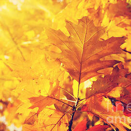 Autumn Leaves by Jelena Jovanovic