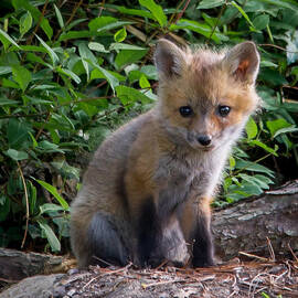 Baby Fox by Stacy Abbott