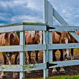 Belgians At The Gate by Jeff Sinon