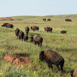 Bison Buffalo In Wind Cave National Park by Mark Newman