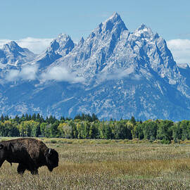 Bison In Grand Teton National Park by Mark Newman