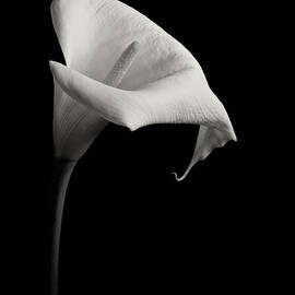 Black And White by Juj Winn