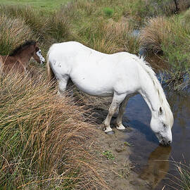 Camargue Horses by Franz Aberham