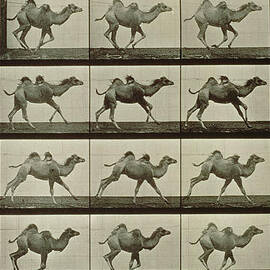 Camel by Eadweard Muybridge