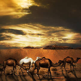 Camels in the desert landscape by Jelena Jovanovic