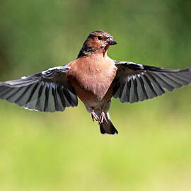 Chaffinch in flight by Grant Glendinning