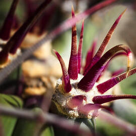 Crown of Thorns by Kelley King