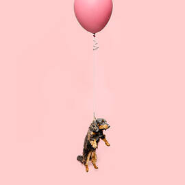 Cute Dog Tied To A Balloon And Floating by Ian Ross Pettigrew