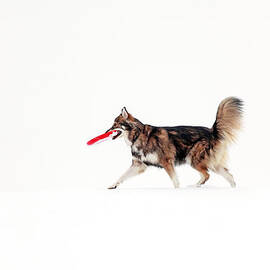 Dog in the snow by Grant Glendinning