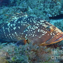 Dusky Grouper by Sami Sarkis Photography