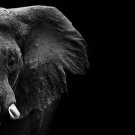 Elephant by Wildphotoart