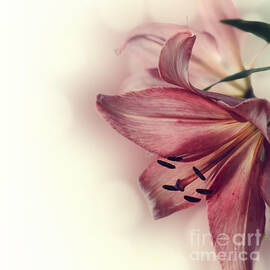Lily Flowers by Jelena Jovanovic