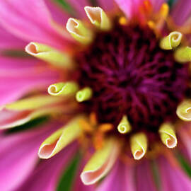 Germany, Zinnia Flower, Close Up by Westend61
