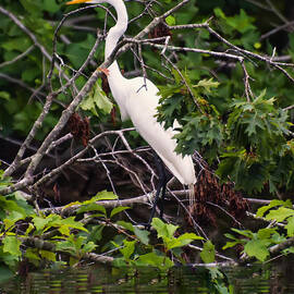 Great White Egret by Flees Photos