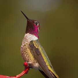 Hummingbird by Jean Noren