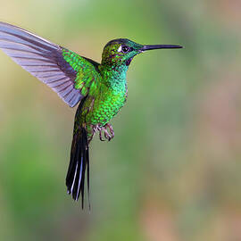 Hummingbird , Green-crowned Brilliant by Kencanning