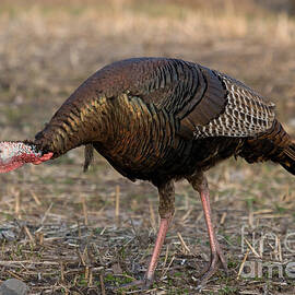 Jake Eastern Wild Turkey #1 by Linda Freshwaters Arndt