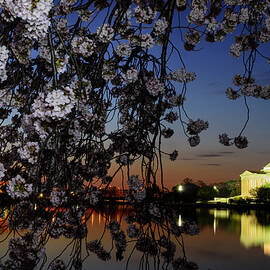 Jefferson Memorial Framed By Cherry by Ogphoto