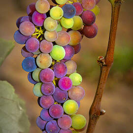 Jewel Tones by Jean Noren