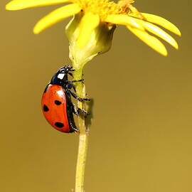 Ladybird by Grant Glendinning