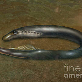 Lamprey Eel, Jawless Fish, Illustration