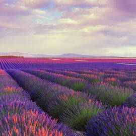 Lavender Field At Dusk by Mammuth