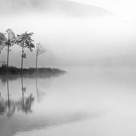 Loch Ard trees in the mist by Grant Glendinning