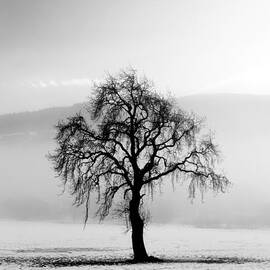 Lone tree in the snow by Grant Glendinning