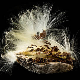 Macro photo of swamp milkweed seed pod by Steven Heap