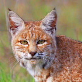 Magical Bobcat by Beth Sargent