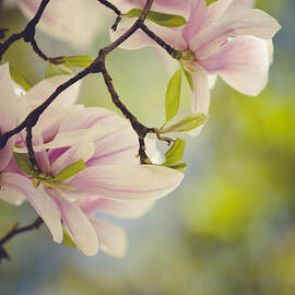 Magnolia Flowers by Nailia Schwarz