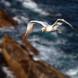 Northern Gannet by Grant Glendinning