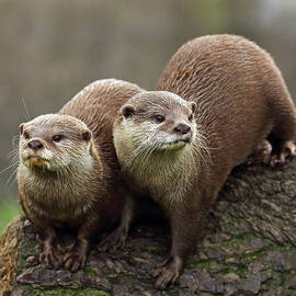 Otters by Grant Glendinning