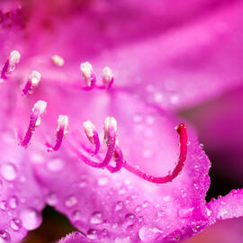 Pink Dreams by Mary Jo Allen