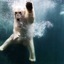 Polarbear In Water by Henrik Sorensen