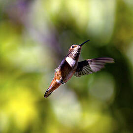 Poised For You by Joe Schofield