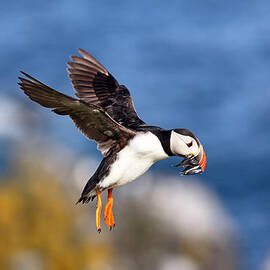 Puffin by Grant Glendinning