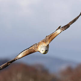 Red Kite Soaring by Grant Glendinning