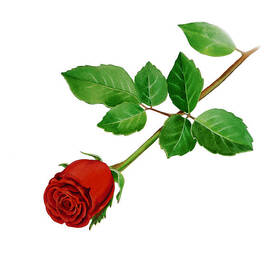 Red Rose by Irina Sztukowski